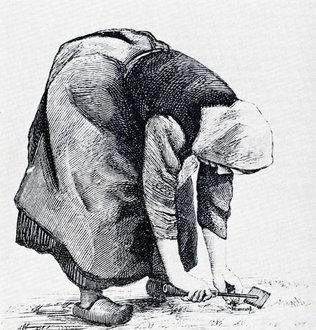 tegning af roeplukning, en illustration fra Erhard Frederiksen Håndbog om rodfrugtdyrkning 1892