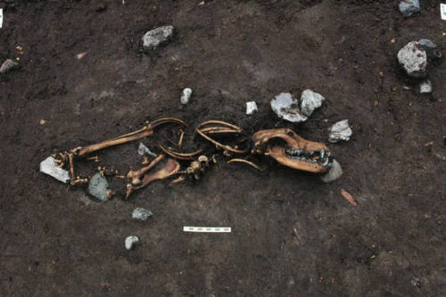 Hundeoffer fra mosen ved Skødstrup. Foto: Moesgaard Museum. Foto fra udgravningen af Hundeoffer fra mosen ved Skødstrup. Foto: Moesgaard Museum.