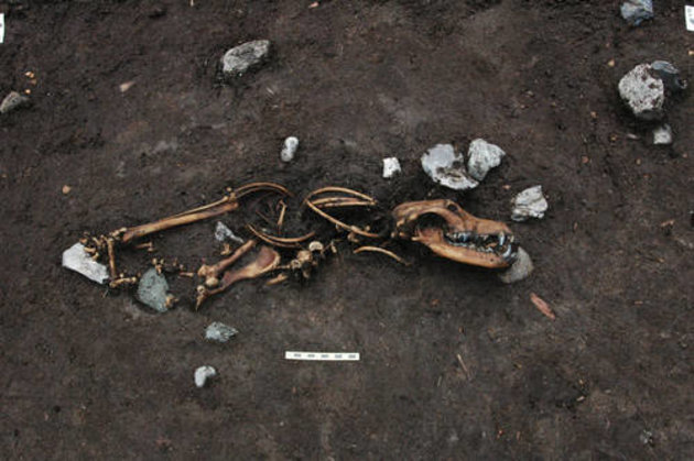Foto fra udgravningen af Hundeoffer fra mosen ved Skødstrup. Foto: Moesgaard Museum. 