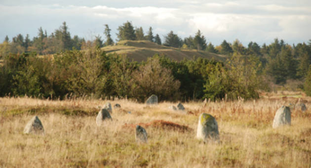 Bautastenene har stået både som enkeltstående gravsten og som skibssætninger på vikingegravpladsen Højstrup. Foto: Kulturstyrelsen Foto af de Mange bautasten, der ses i det høje græs