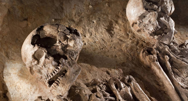 Dette par, en 25-årig mand og en 35-årig kvinde, blev gravlagt sammen for 7000-7500 år siden. Graven er i dag udstillet på Hørsholm Egns Museum. Foto: Museum Nordsjælland - Hørsholm Foto fra udstillingen, hvor graven med de to skeletter idag er udstillet