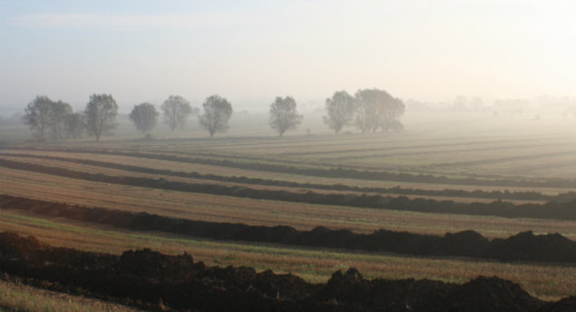 Billede af mark i morgentåge, der brydes af lange arkæologske søgegrøfter