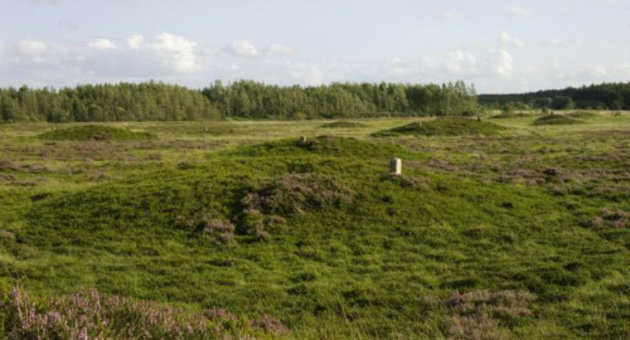 Foto af landskabet ved Dommeby Hede, hvor der ligger omkring 30 små græsklædte gravhøje.