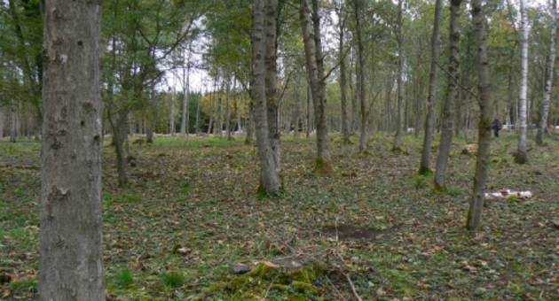 Det kan være svært at forestille sig, at det område, der nu er rigt på træer, tidligere har været bare marker. Foto: Kulturstyrelsen Foto af arealet, der idag er dækket af træer.