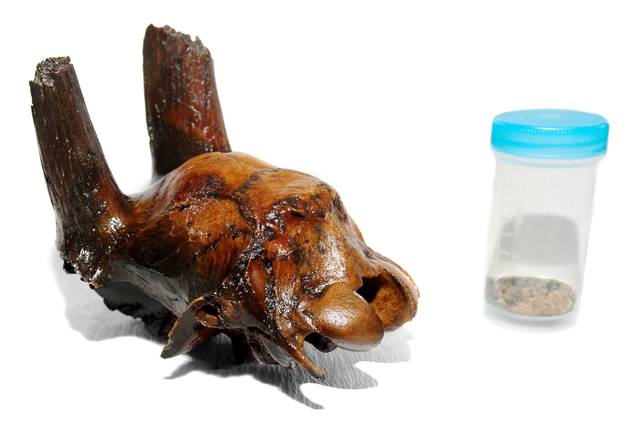 Gedekranie og det resterende af hjernemassen. Foto Moesgaard Museum Foto af gedekranie og det resterende af hjernemassen i en lille plastik beholder med blåt låg. Foto Moesgaard Museum