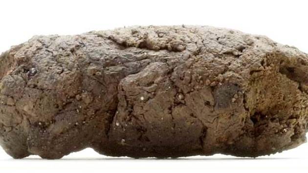 Den 1000-årige hundelort, der blev landskendt Foto: Odense Bys Museer Nærbillede meget tæt på den 1000-årige hundelort. Foto: Odense Bys Museer