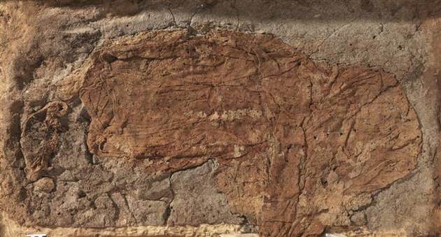 Hammerum pigens grav med velbevaret tekstil tilbage i graven (tekstilet er det rødbrune lag). Foto: Herning Museum, Hans Rostholm Foto fra udgravningen, hvor gravfund med tekstile netop et gravet forsigtigt frem. Foto: Hans Rostholm