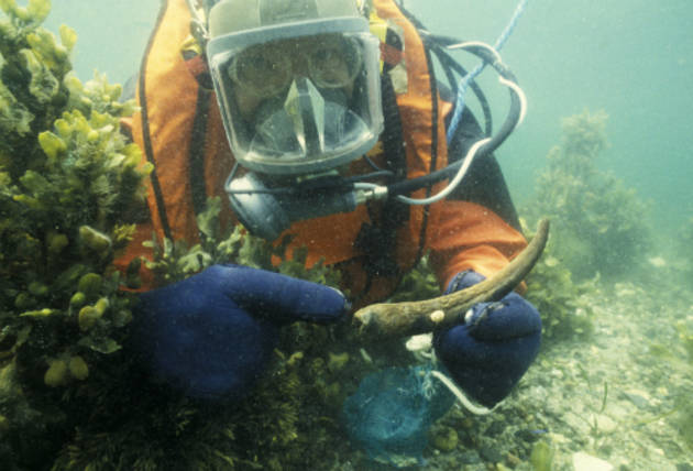 Fundforholdene er gode for marinarkæologerne, der på de nu oversvømmede bopladser kan finde mange velbevarede genstande. Foto: Torben Malm, Kulturstyrelsen Foto af marinearkæolog under vandet, der viser en hjortetak frem.