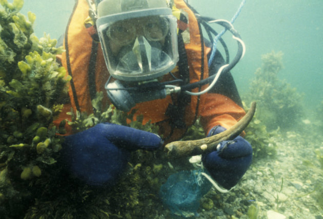 Foto af marinearkæolog under vandet, der viser en hjortetak frem.