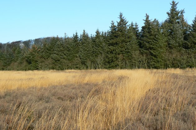 Foto af spor i landskabet i form af lyng og græs.