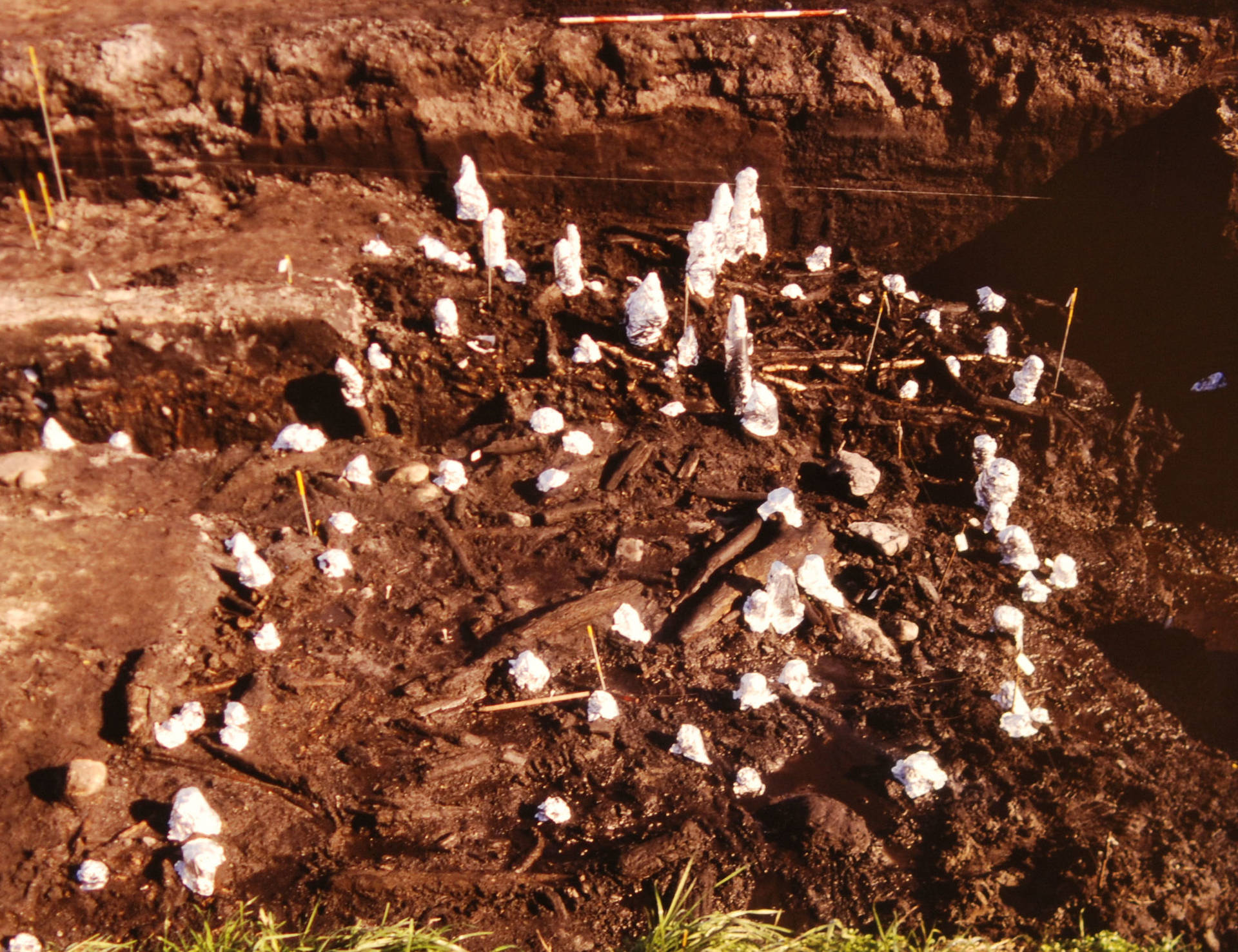 Fig. 1: Kvorning-platformen ved undersøgelsen i 1993. Enderne på de lodrette pæle er dækket med stanniol. Set fra syd. Foto: VSM 910E3481, Viborg Museum