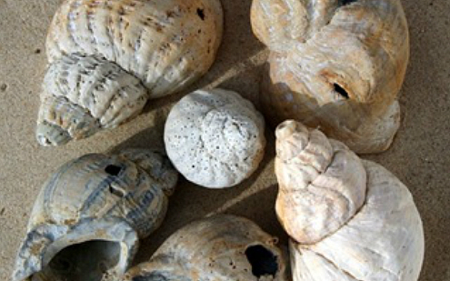 Fig. 2. Skaller fra konksnegle fundet i kulturlag fra renæssancen i Gilleleje. De fleste andre skaller er knust, da de på den tid blev anvendt som agn ved torskefiskeriet. Foto: Museum Nordsjælland Skaller fra konksnegle