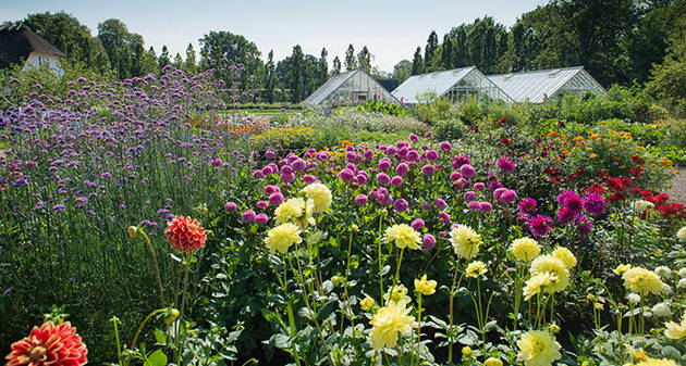 Foto af Graasten Slotshave med drivhuse i baggrunden og blomster i forgrunden.