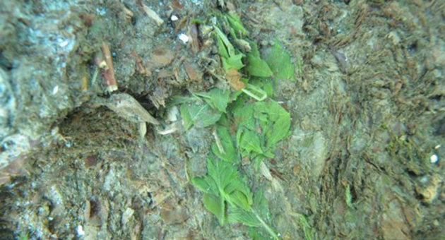 Nærbillede af grønne blade fra stenalderboplads på havbunden ved Tudse Hage. Foto Vikingeskibsmuseet