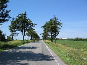 Foto af Hjerpstedvej mod øst med det karakteristisk vejforløb
