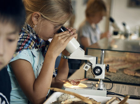Børn kigger på søstjerner og andet fra havet i mikroskop. Foto: Fiskeri- og Søfartsmuseet. 