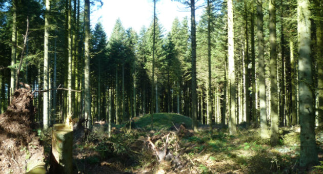 Foto af gravhøj i rydning mellem træer.