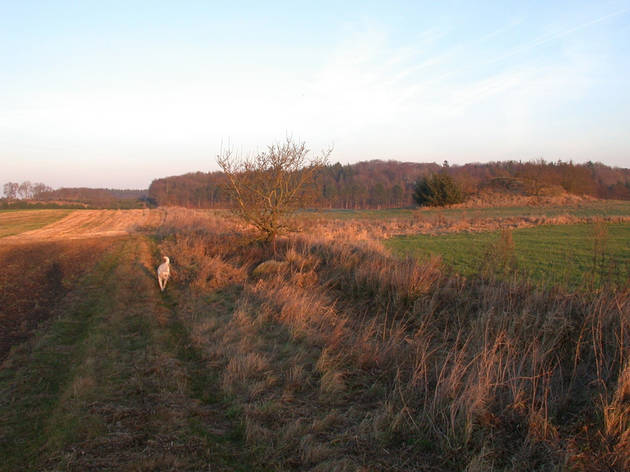 Et typisk eksempel på et digelandskab. Kragehøj ved Vorning, Midtjylland. foto Slots- og Kulturstyrelsen. Foto af Et typisk eksempel på et digelandskab. Kragehøj ved Vorning, Midtjylland.