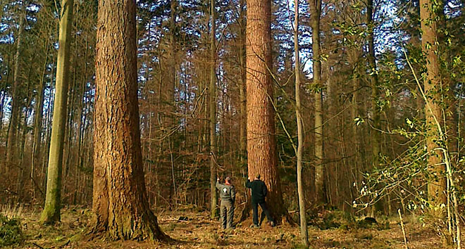 To mænd i en skov, hvor de store douglasgraner gror.