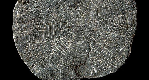 Solsten fra et af stolpehullerne til den runde bygning ved Vasagård. Diameter 4,5 cm. Foto: John Lee, Nationalmuseet. Foto af Solsten fra et af stolpehullerne til den runde bygning ved Vasagård. Diameter 4,5 cm. Foto: John Lee, Nationalmuseet.