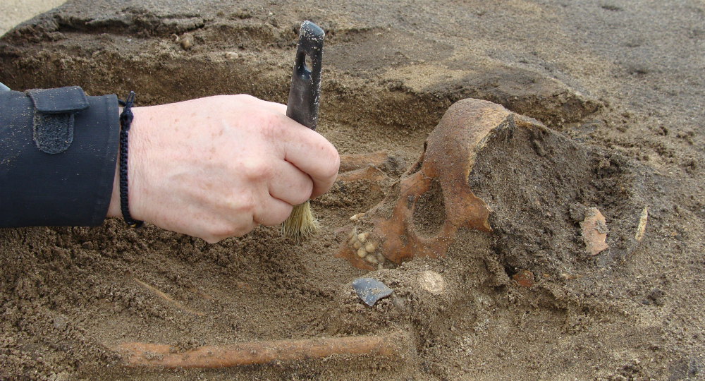 Udgravning af et af de to meget velbevarede skeletter, der stammer fra den ældre bronzealder. Foto: Østfyns Museer Nærbillede af udgravning af velbevaret kranie, som arkæologen er ved af rense for jord med en børste. Foto Østfyns Museer