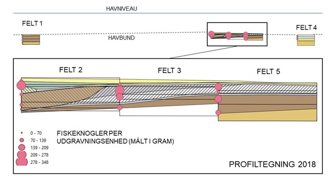 Fig. 3. Profiltegninger af felt 1-5 på Hjarnø Vesterhoved. På tegningen vises lagene med forskellige farver, mens sorte streger/kasser angiver udgravningsenhederne. De lyserøde punkter er placeret til venstre for de udgravningsenheder, de repræsenterer, og deres størrelse viser i dette tilfælde den samlede vægt af fiskeknoglerne, som er påvist i de enkelte enheder. Således ses det, at lagene i Felt 1 og Felt 4 ikke indeholder så store mængde fiskeknogler som skallagene (gråskraverede lag) i Felt 2,3 og 5. Tilsvarende analyser kunne også være lavet for at se forskelle i mængden af bearbejdet flint, knogler, hasselnøddeskaller og trækul i såvel profil- som plantegninger. 